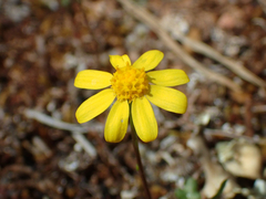 Senecio gallicus