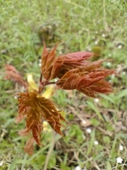 Acer platanoides