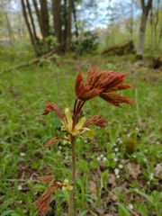 Acer platanoides
