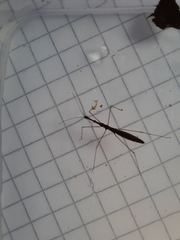 Hydrometra stagnorum