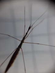 Hydrometra stagnorum