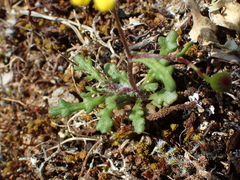 Senecio gallicus
