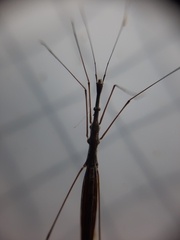 Hydrometra stagnorum