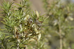 Aspalathus hirta hirta