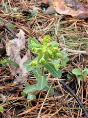 Euphorbia jenisseiensis