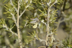 Aspalathus hirta hirta