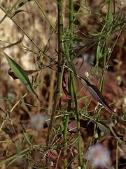 Cephalaria joppensis