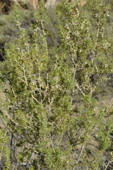 Aspalathus hirta hirta