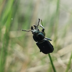 Platycerus caprea
