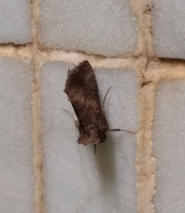 Thysanoplusia reticulata