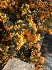 Berberis × stenophylla