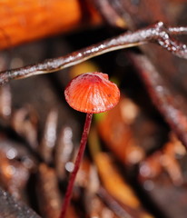 Mycena toyerlaricola