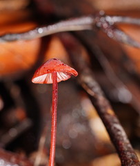 Mycena toyerlaricola