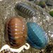 Blue Green Chiton - Photo (c) Natalie Tapson, some rights reserved (CC BY-NC-SA)
