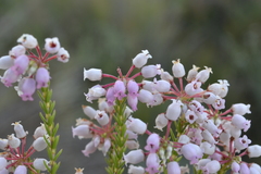 Erica verecunda