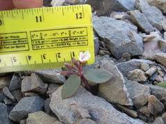 Claytonia obovata