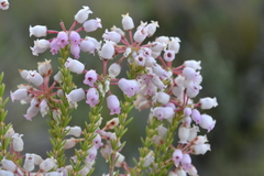 Erica verecunda