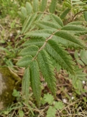 Sorbus aucuparia
