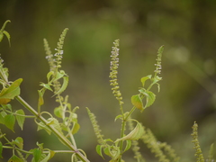 Basilicum polystachyon