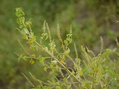Basilicum polystachyon