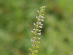 Basilicum polystachyon