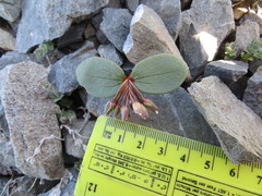 Claytonia obovata