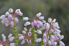 Erica verecunda