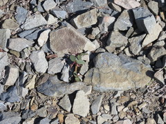 Claytonia obovata