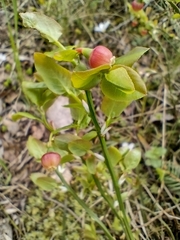 Vaccinium myrtillus