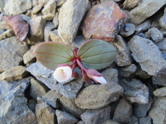 Claytonia obovata