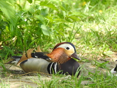 Aix galericulata