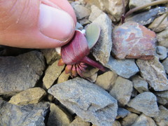 Claytonia obovata