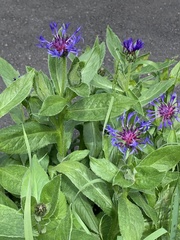 Centaurea