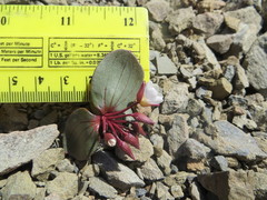 Claytonia obovata