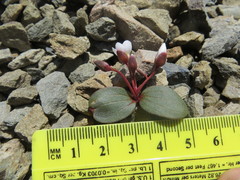 Claytonia obovata
