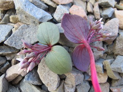 Claytonia obovata