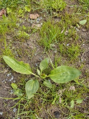 Plantago major