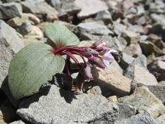Claytonia obovata