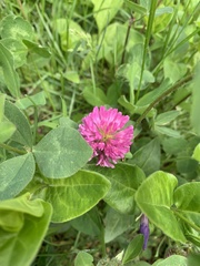 Trifolium pratense