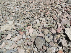 Claytonia obovata