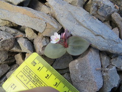 Claytonia obovata