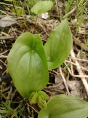 Maianthemum bifolium