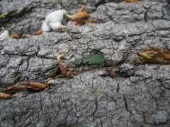 Cicindela campestris