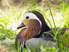 Aix galericulata