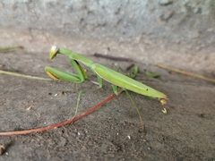 Mantis octospilota