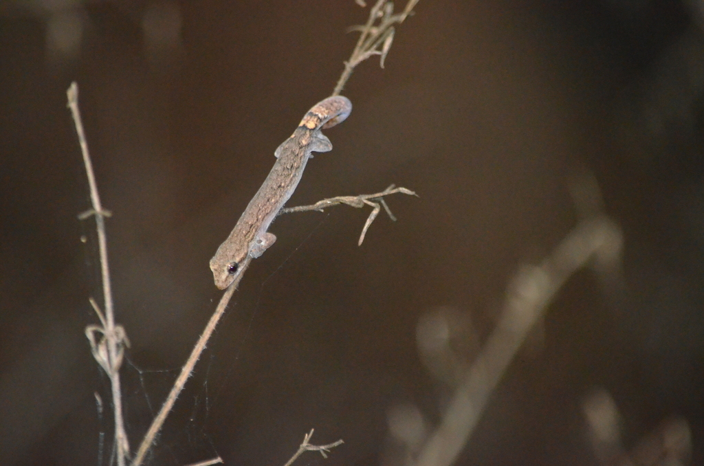 Slender Geckos