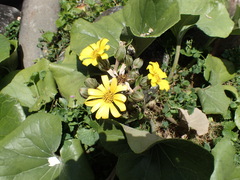 Farfugium japonicum japonicum