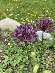 Allium