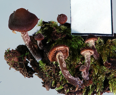 Kuehneromyces brunneoalbescens