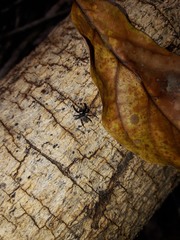 Coryphasia nigriventris